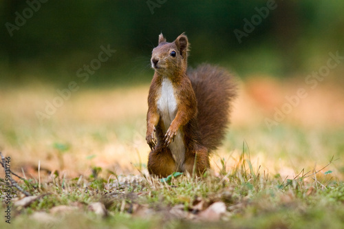 squirrel © jurra8