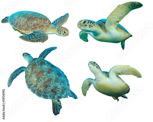 Green Sea Turtles isolated on white