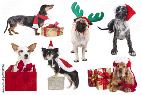 Weihnachtshunde - Christmas dogs