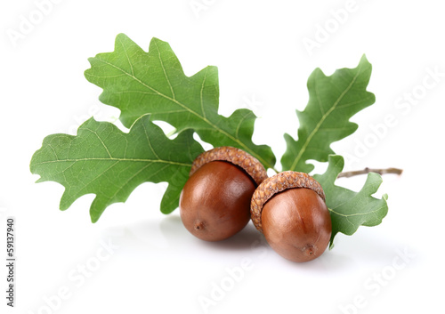 Dried acorn with leaves photo