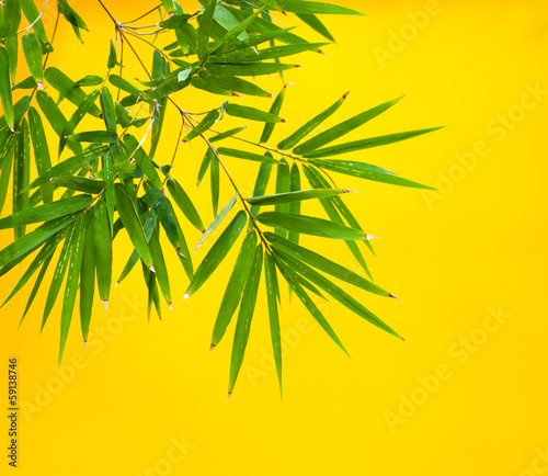 bambou sur fond jaune