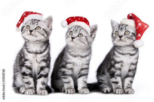 Drei Weihnachtskätzchen - christmas kitten