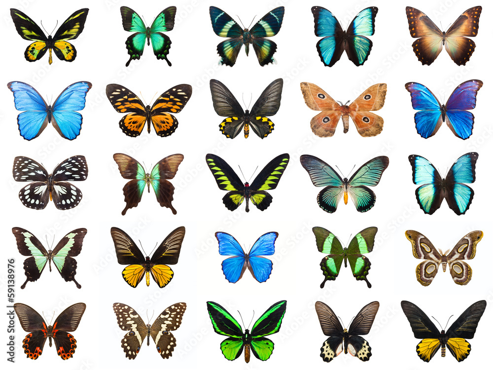 Tropical butterflies