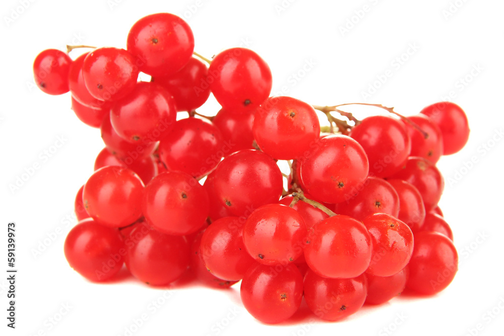 Red berries of viburnum isolated on white Red berries of viburnum isolated on white