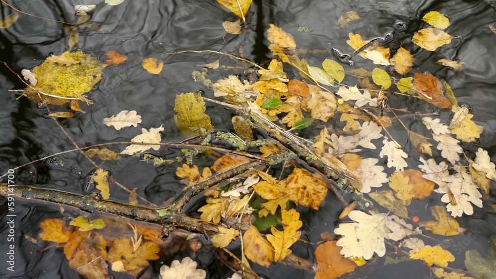 Leaves and twigs floating past the camera. Leaves and twigs floating past the camera.