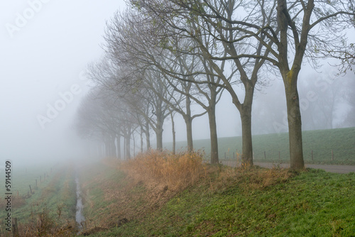 Row of trees in a dense fog