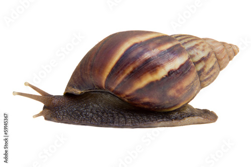 iSolated Snail on white background
