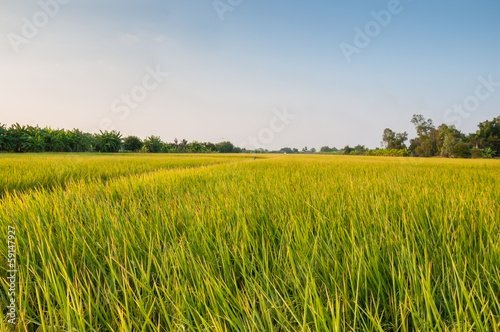 rice field before harvest under blue sky