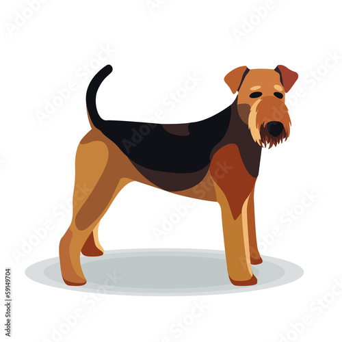 Airedale Terrier on White Background