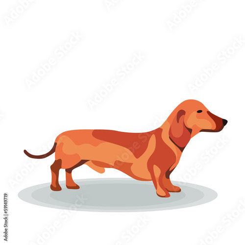 Dachshund on White Background