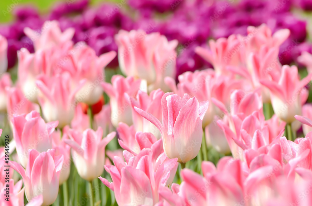 Pink tulips field