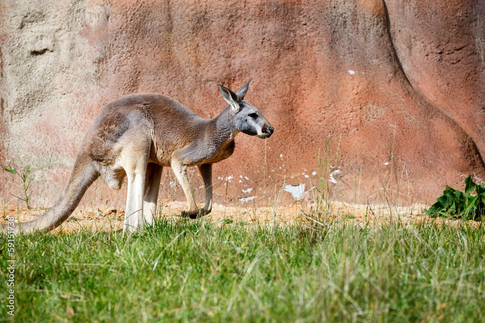 Kangaroo