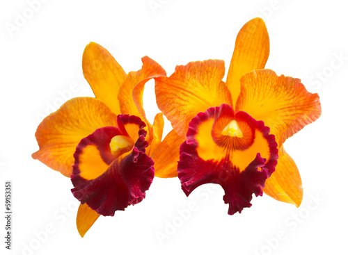 Orange orchid isolated on white background