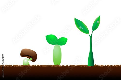 Evolution little plant seedling on white background