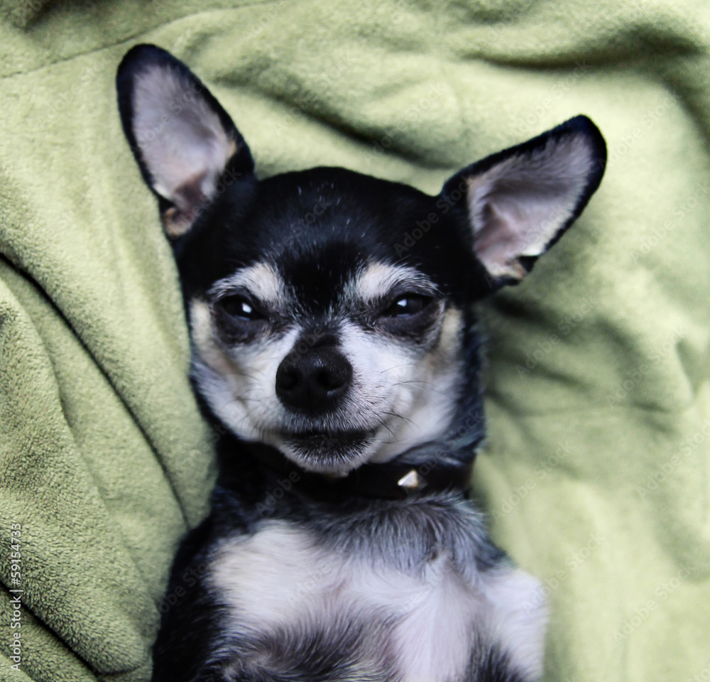 a cute birthday chihuahua on a green blanket a cute birthday chihuahua on a green blanket