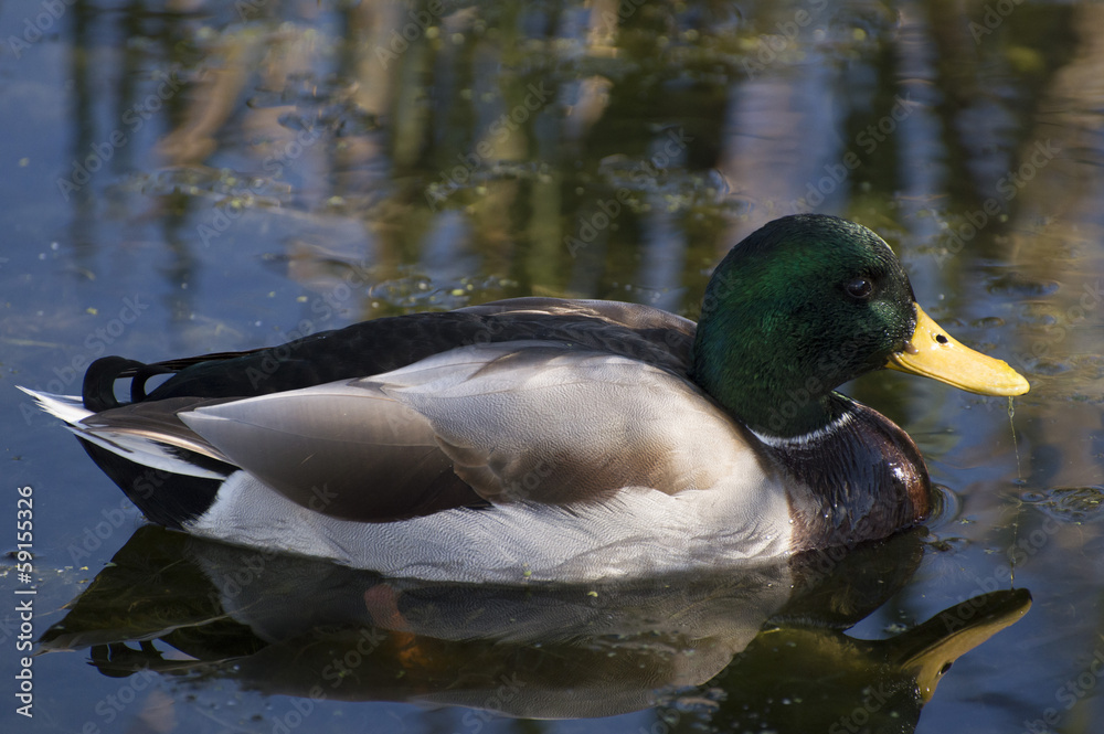 Obraz premium Mallard duck (Anas platyrhynchos)