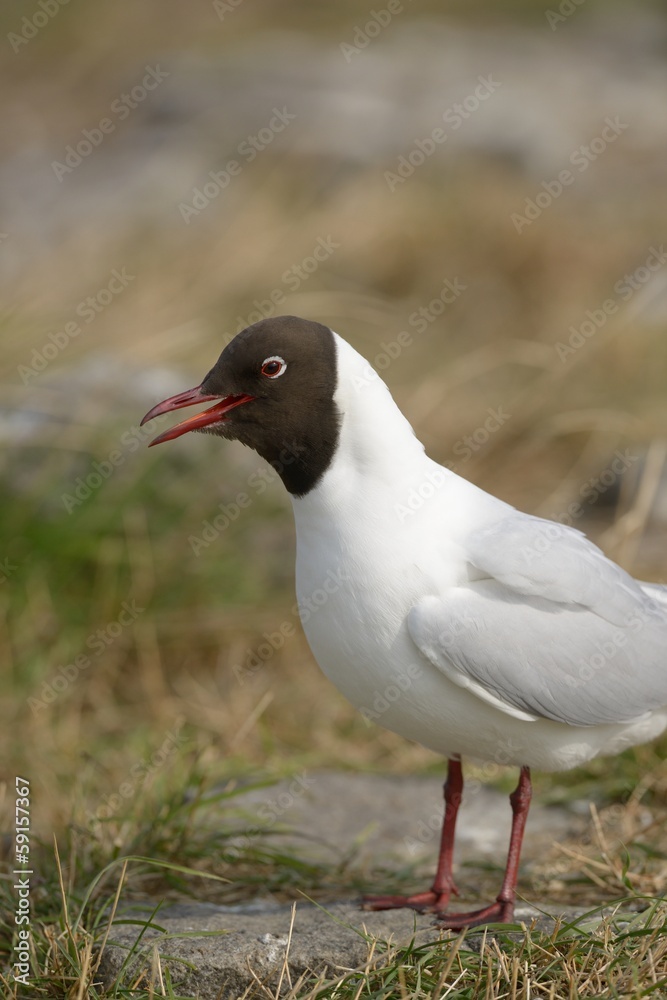 Lachmöwen rufend (Larus ridibundus) Lachmöwen rufend (Larus ridibundus)
