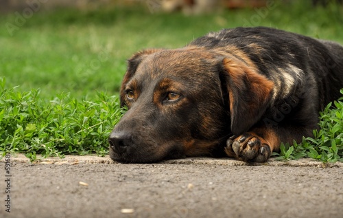 Dog