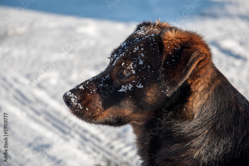 Dog