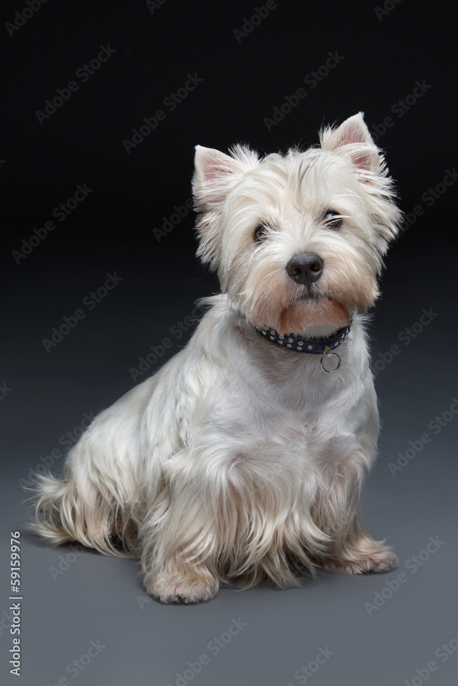 West highland white terrier West highland white terrier