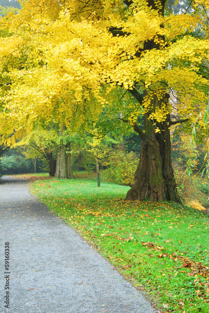Fototapeta premium Gingko biloba with golden leaves in autumn season