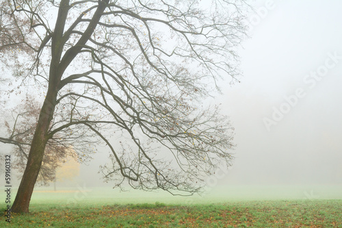 Leafless tree in dense fog in autumn