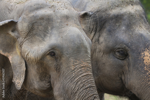 Closeup of elephant head