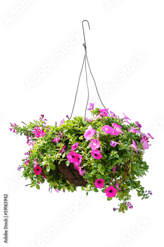 Fototapeta Naklejka Na Ścianę i Meble -  Petunia flower