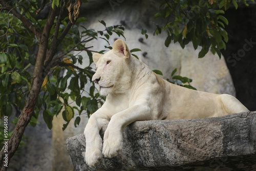 White leo