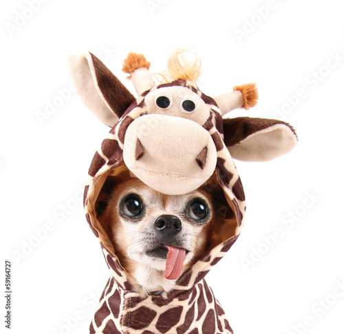 Slika na platnu a cute chihuahua in a costume