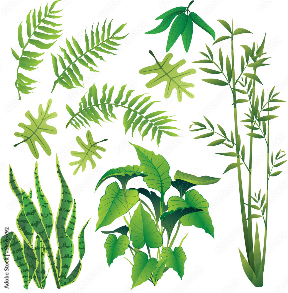 Fototapeta premium rośliny