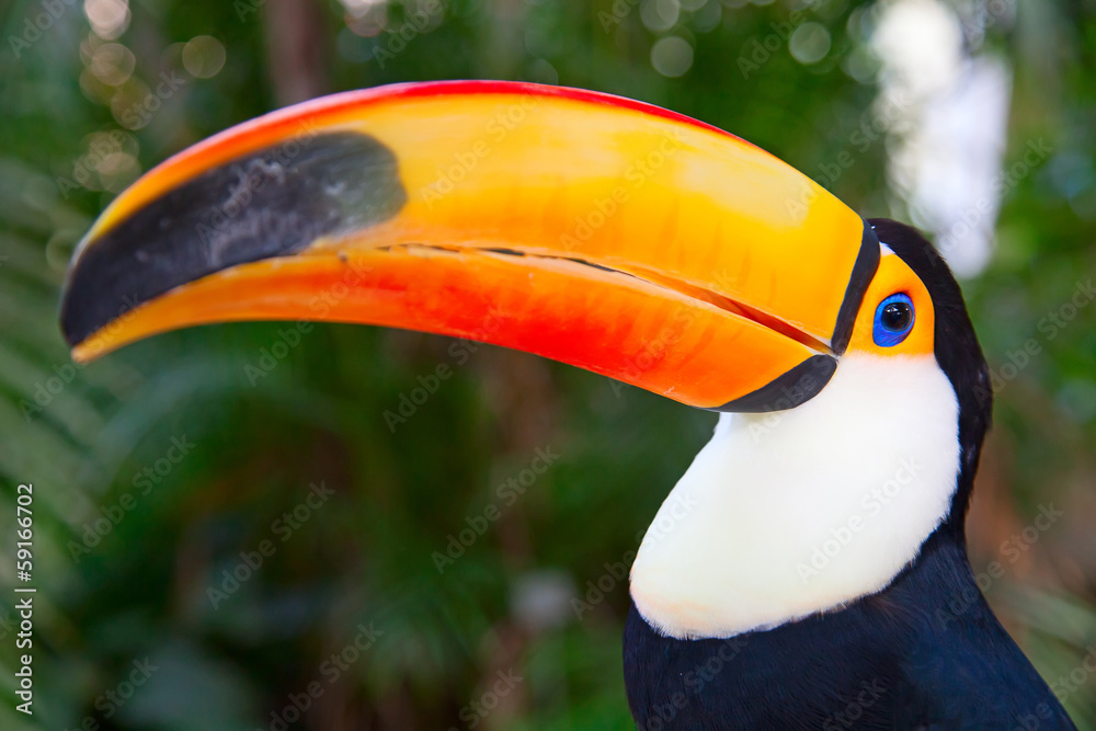Fototapeta premium Colorful tucan