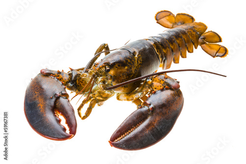 Raw lobster