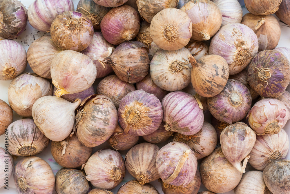 Many loose heads of white purple garlic for sale in a basket Many loose heads of white purple garlic for sale in a basket