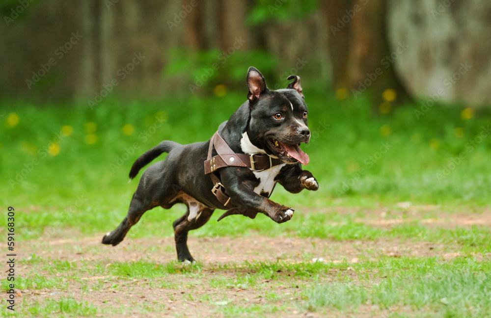 Staffordshire bull terrier dog running