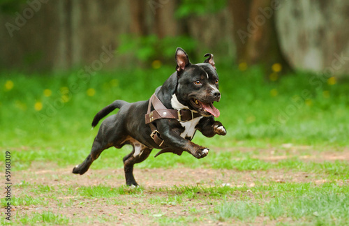 Staffordshire bull terrier dog running