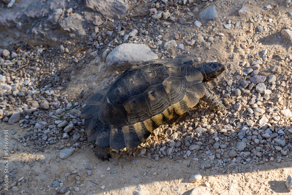 Obraz premium Athens. Tortoise