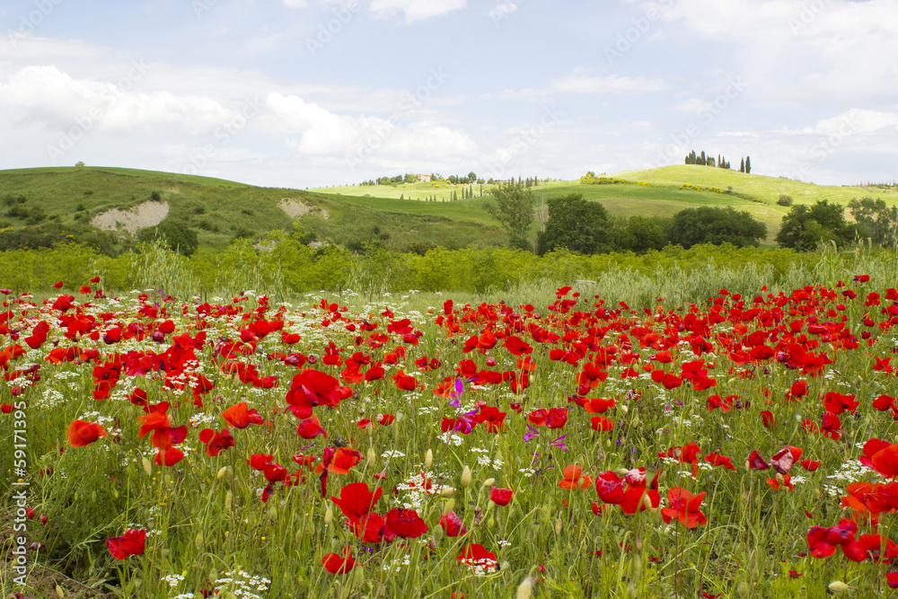 spring in Tuscany, landscape with poppies