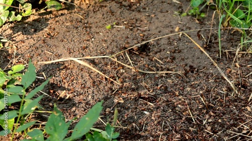 Wallpaper Mural Ants, anthill Torontodigital.ca