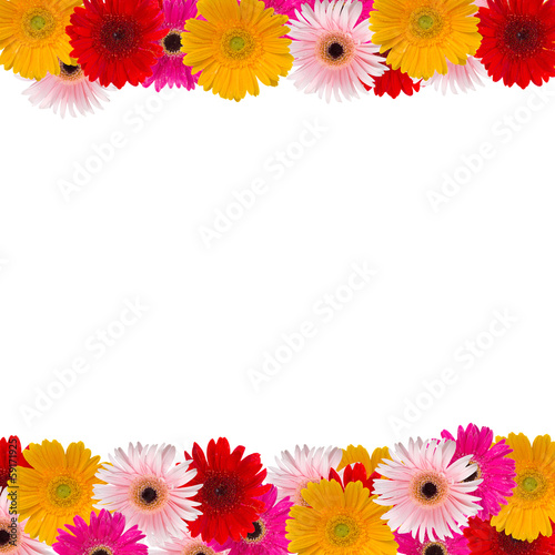 Fototapeta Naklejka Na Ścianę i Meble -  herbera flowers fame