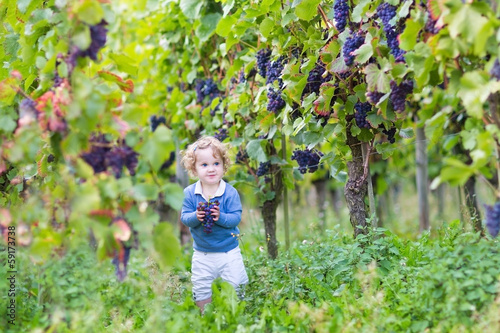 Sweet little baby girl picking fresh ripe grapes in a vineyard