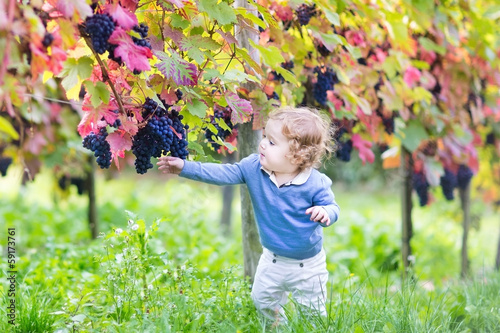 Baby girl eating fresh ripe grapes in a sunny autumn vineyard