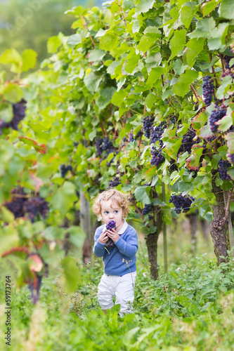 Cute baby girl eating fresh ripe grapes in a autumn vineyard