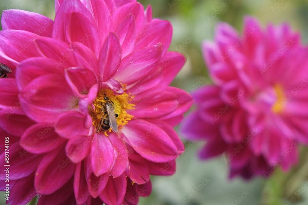 花 花