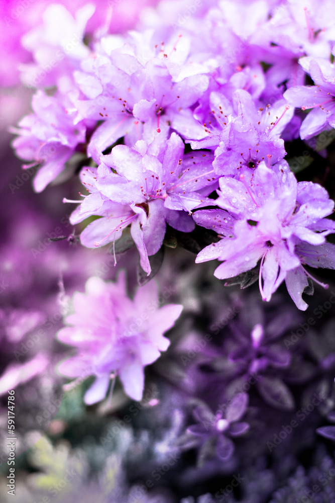 beautiful spring floral background beautiful spring floral background