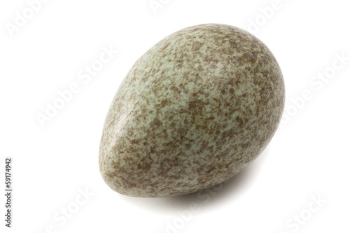 Magpie egg
