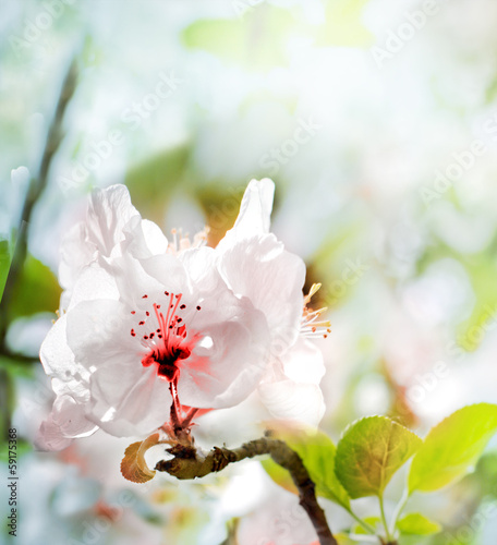 Apple blossoms tree  Spring flowers background