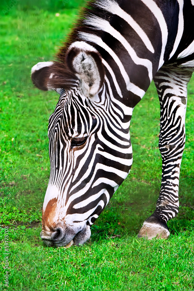 Zebra