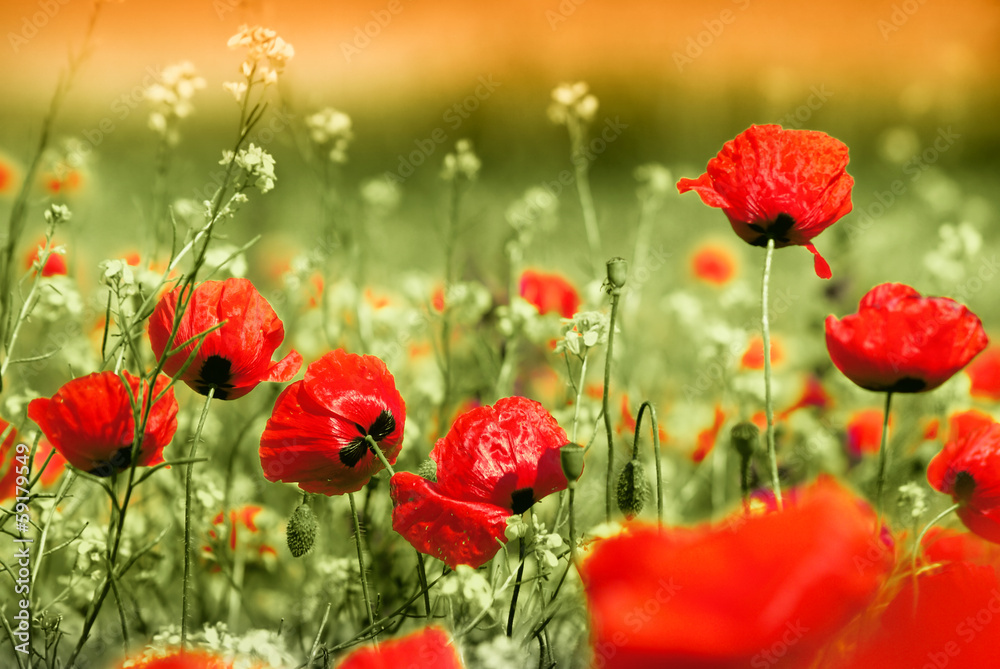 Obraz premium poppy field