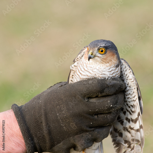 Krogulec zwyczajny trzymany w ręku photo